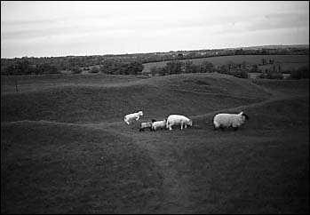 Black and white photograph of lamb jumping on Tara Hill.
